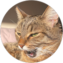 Eli profile picture